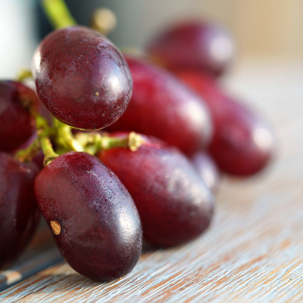 Vitis vinifera Crimson Seedless - Grape vine