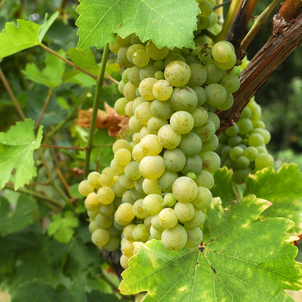 Vitis vinifera Lilla