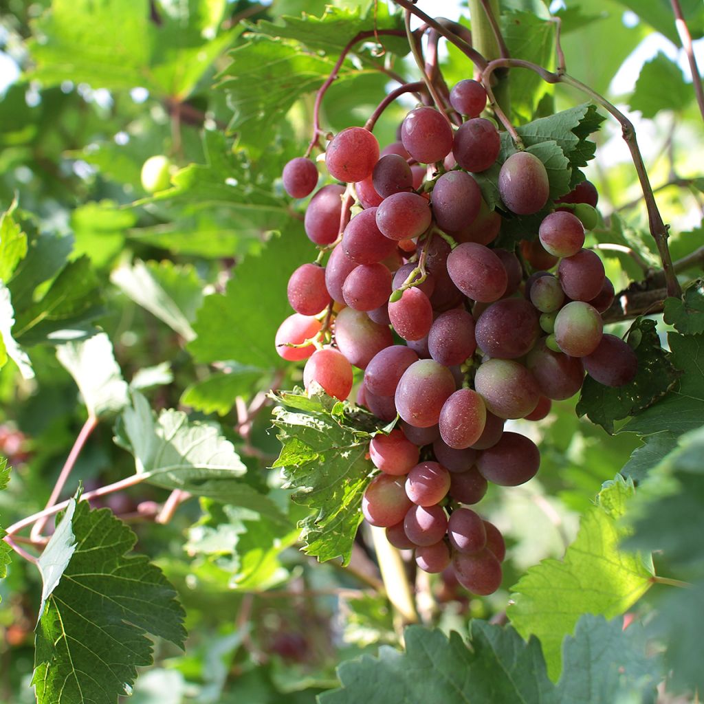 Vitis vinifera Rhea