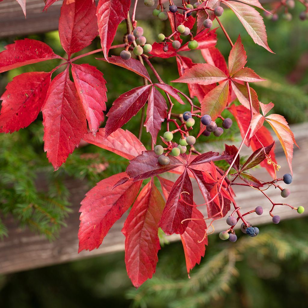 Parthenocissus viteacea