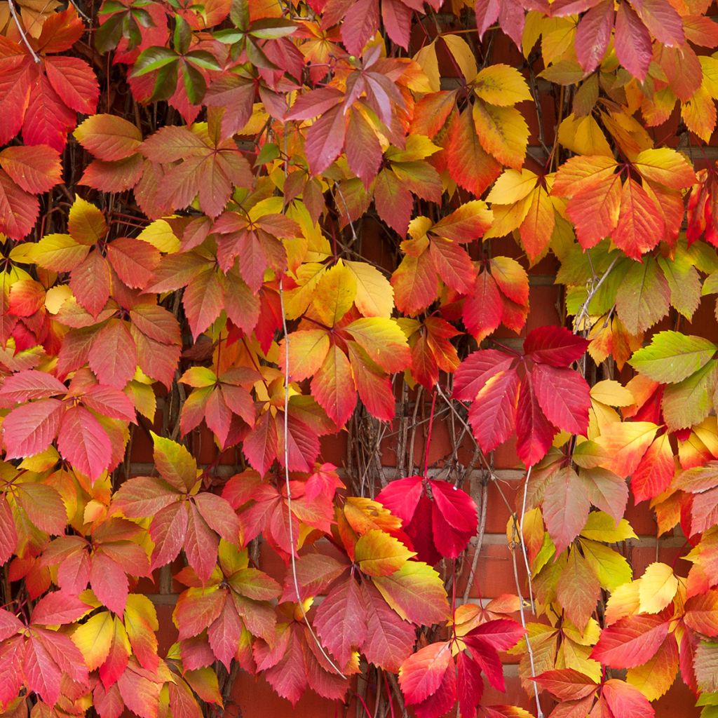 Parthenocissus viteacea