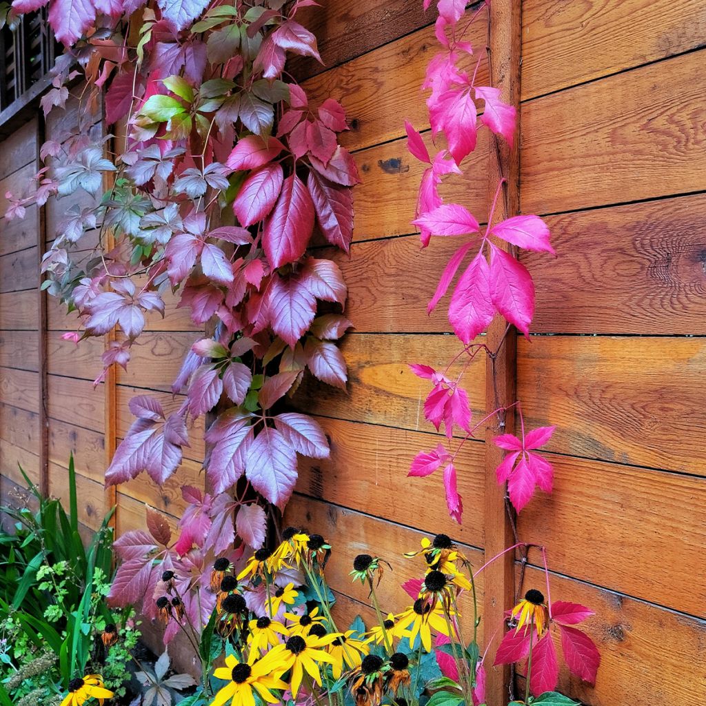 Parthenocissus viteacea