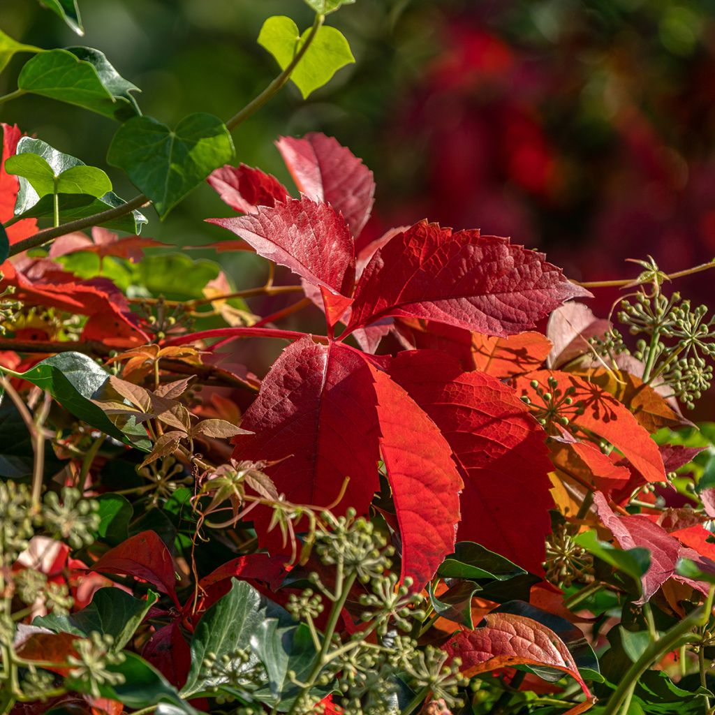 Parthenocissus viteacea