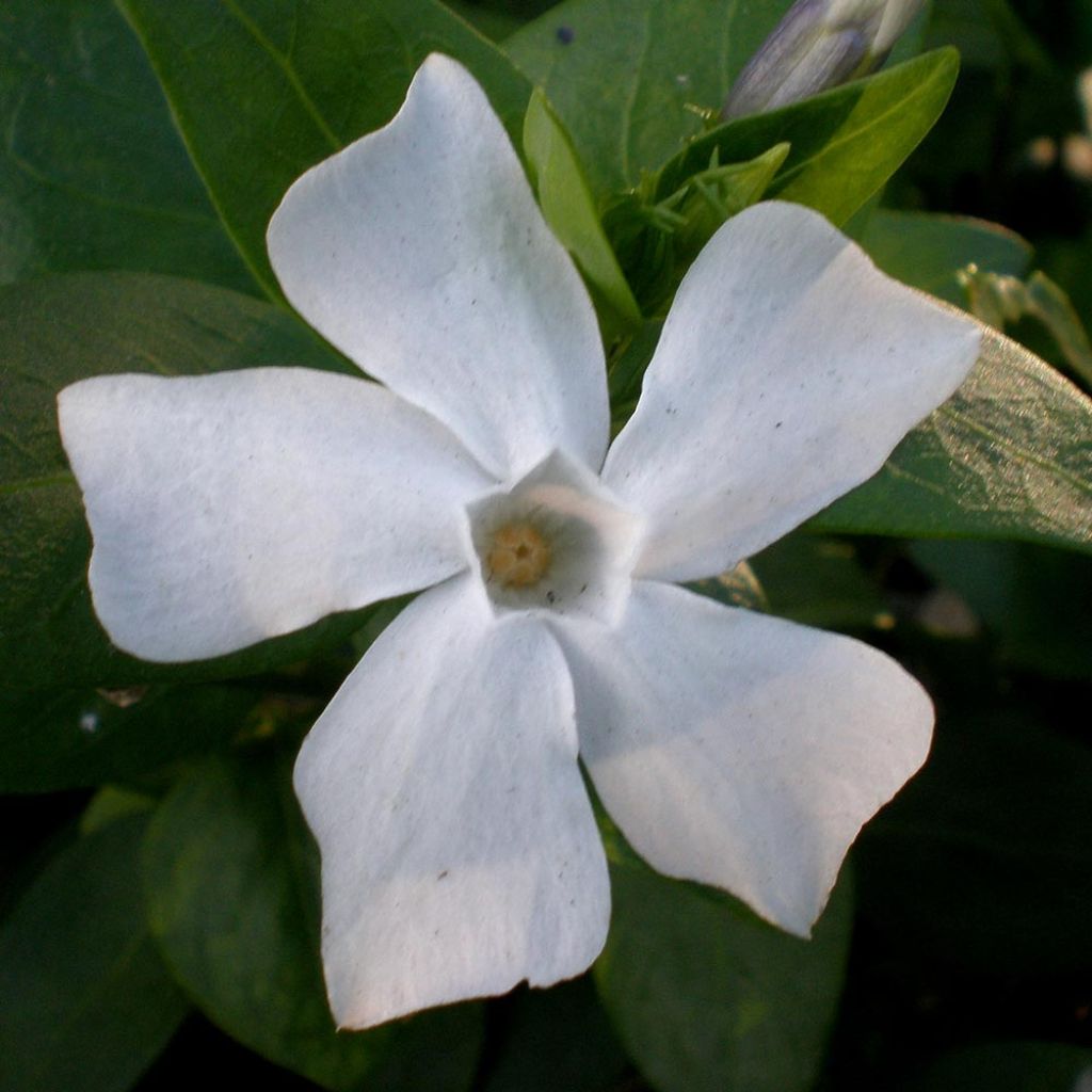 Pervenche difforme ou intermédiaire - Vinca difformis