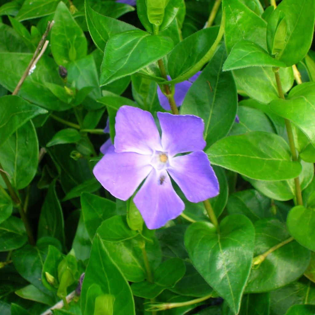 Vinca major - Grande Pervenche