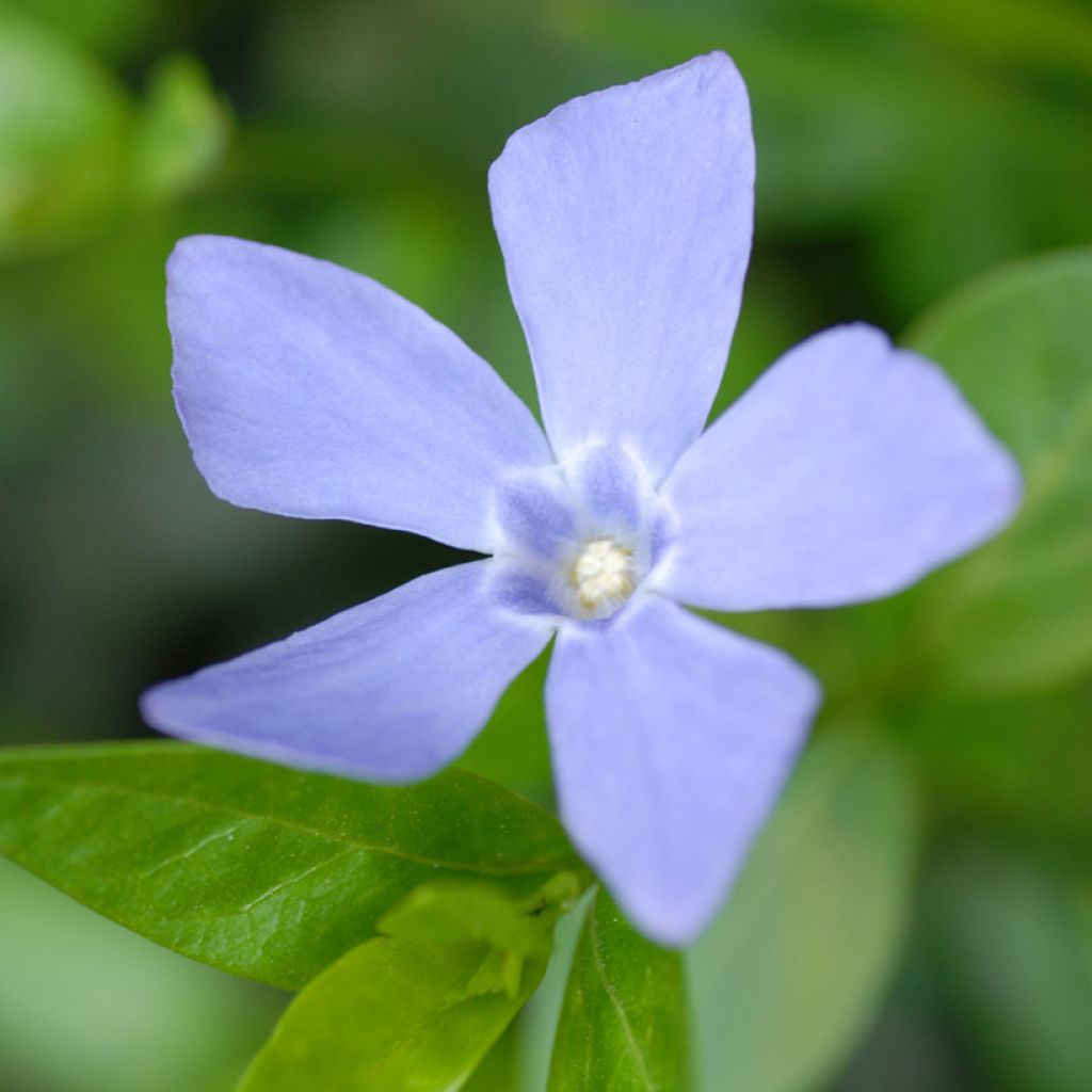 Vinca minor Valentin - Pervenche à petites fleurs