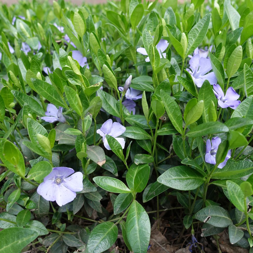 Vinca minor Valentin - Pervenche à petites fleurs