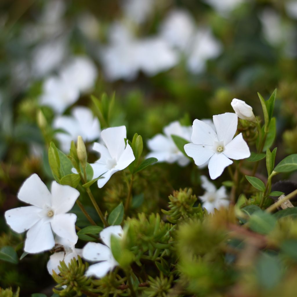 Vinca minor Alba