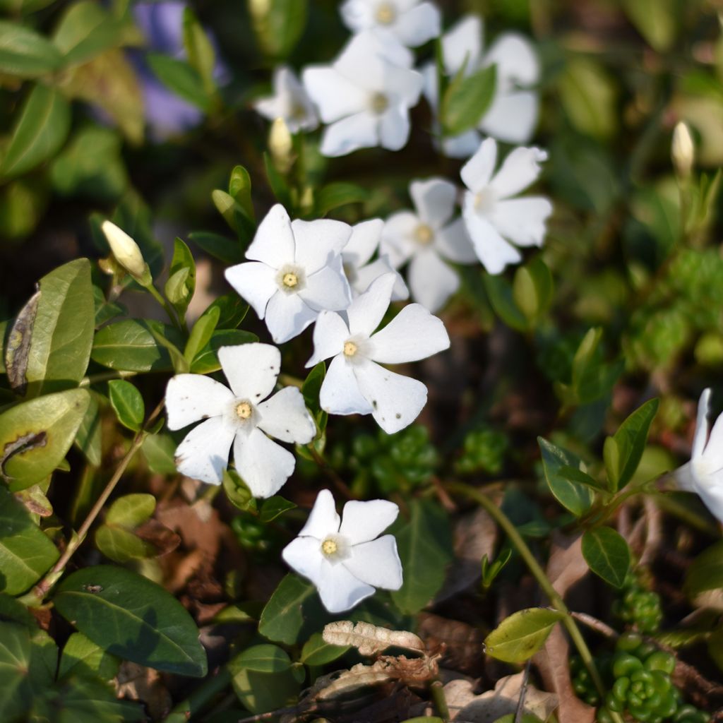 Vinca minor Alba