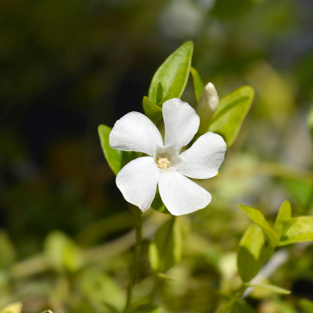 Vinca minor Alba