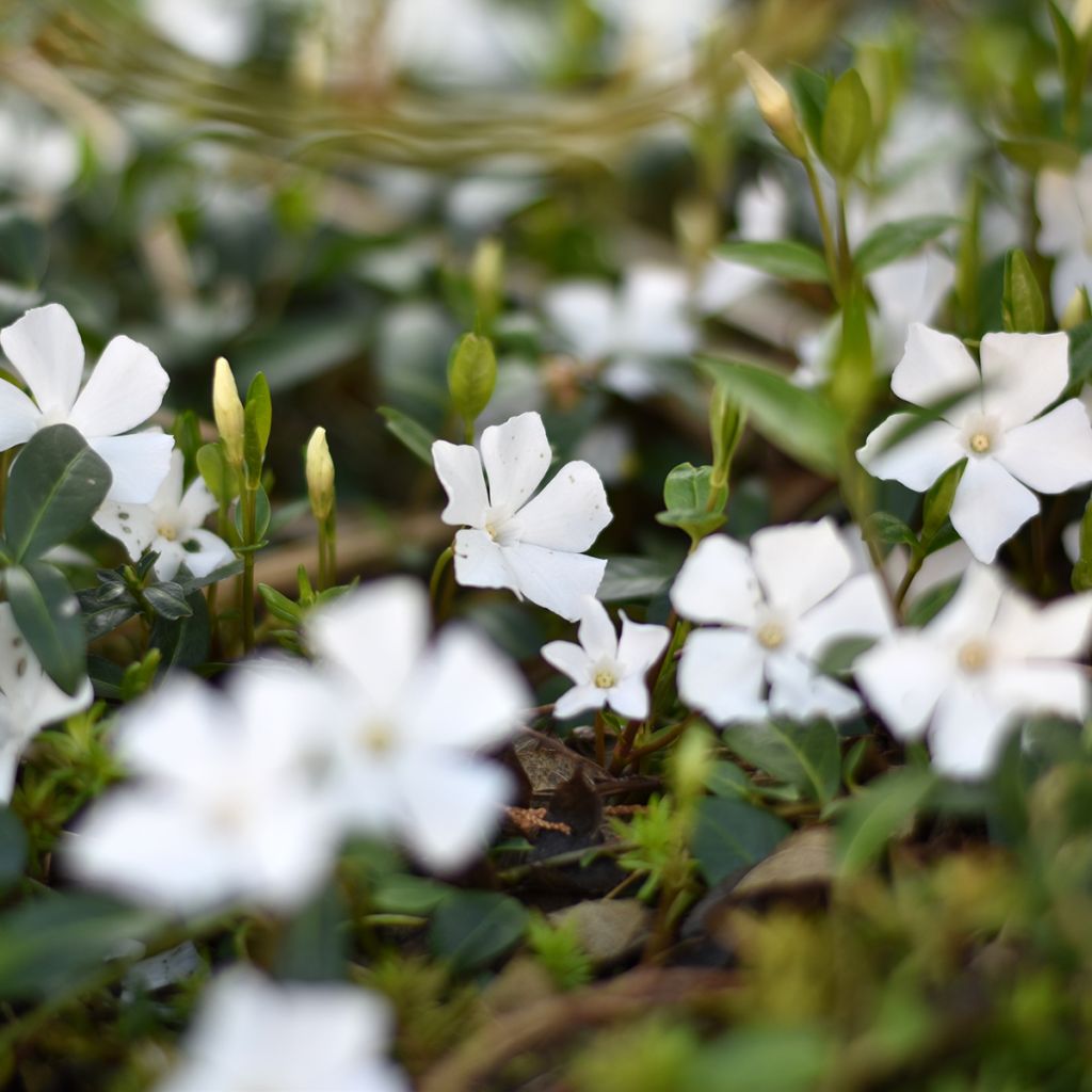 Vinca minor Alba