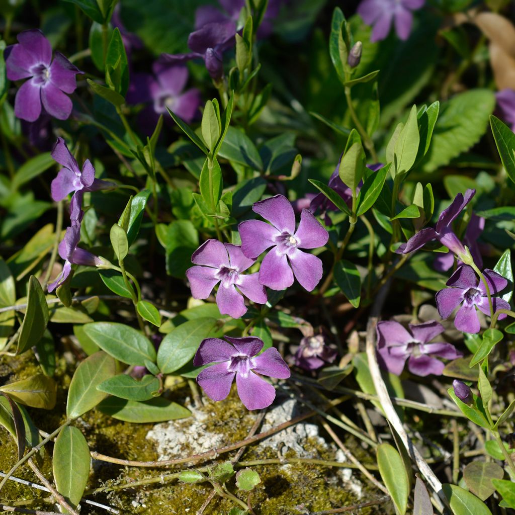 Vinca minor Atropurpurea