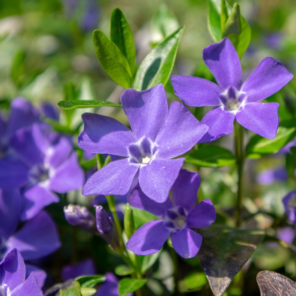 Vinca minor