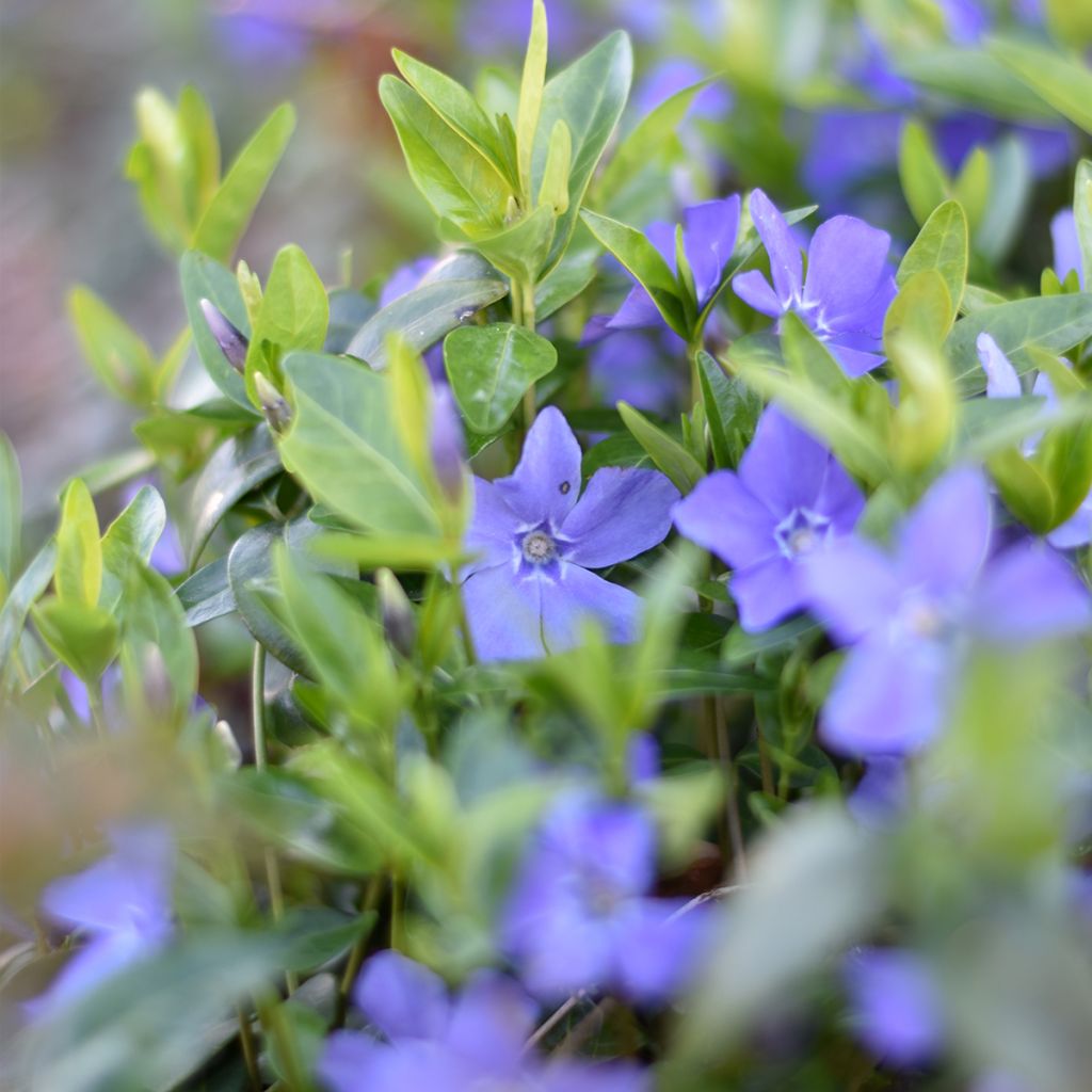 Vinca minor