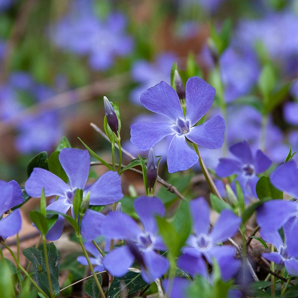 Vinca minor