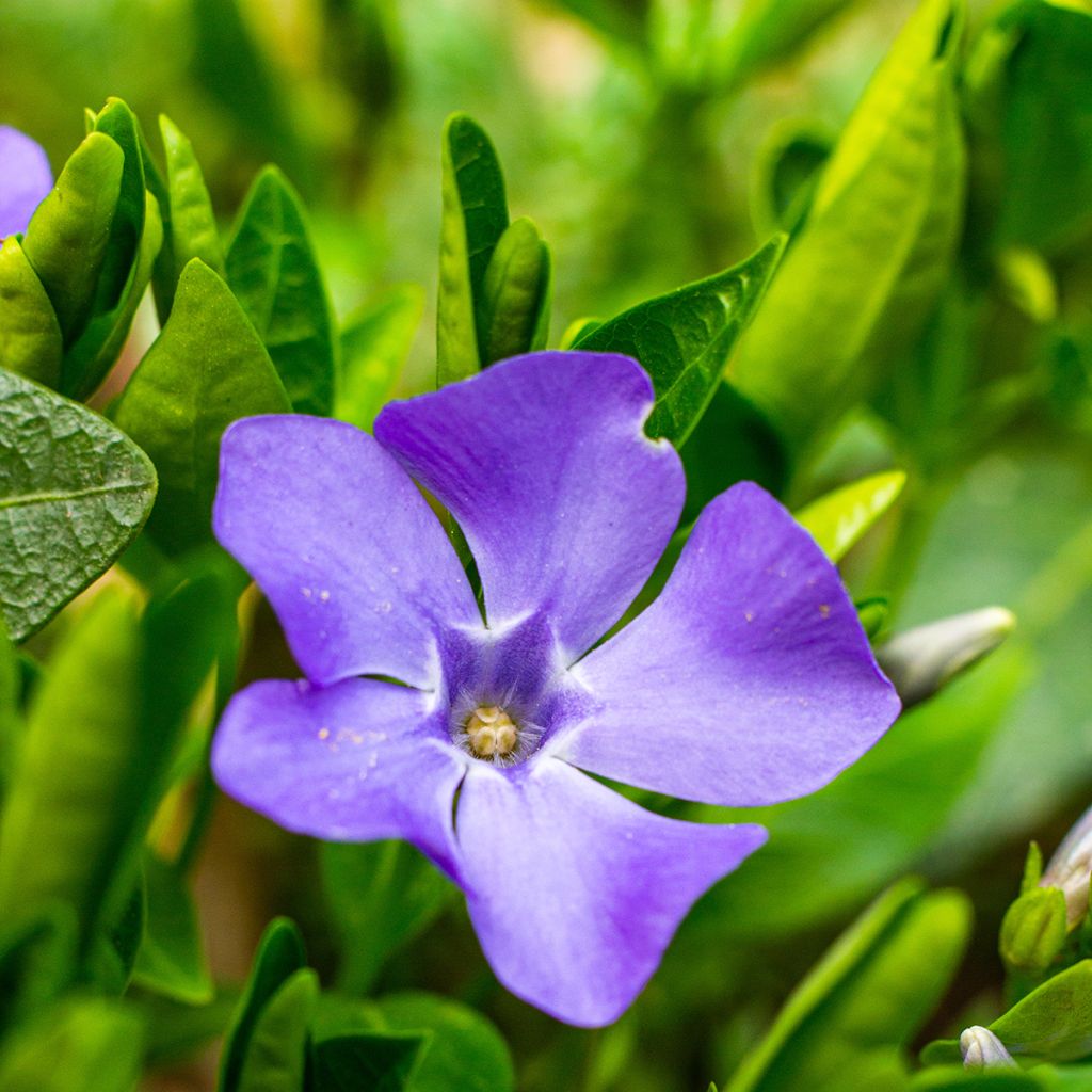 Vinca minor