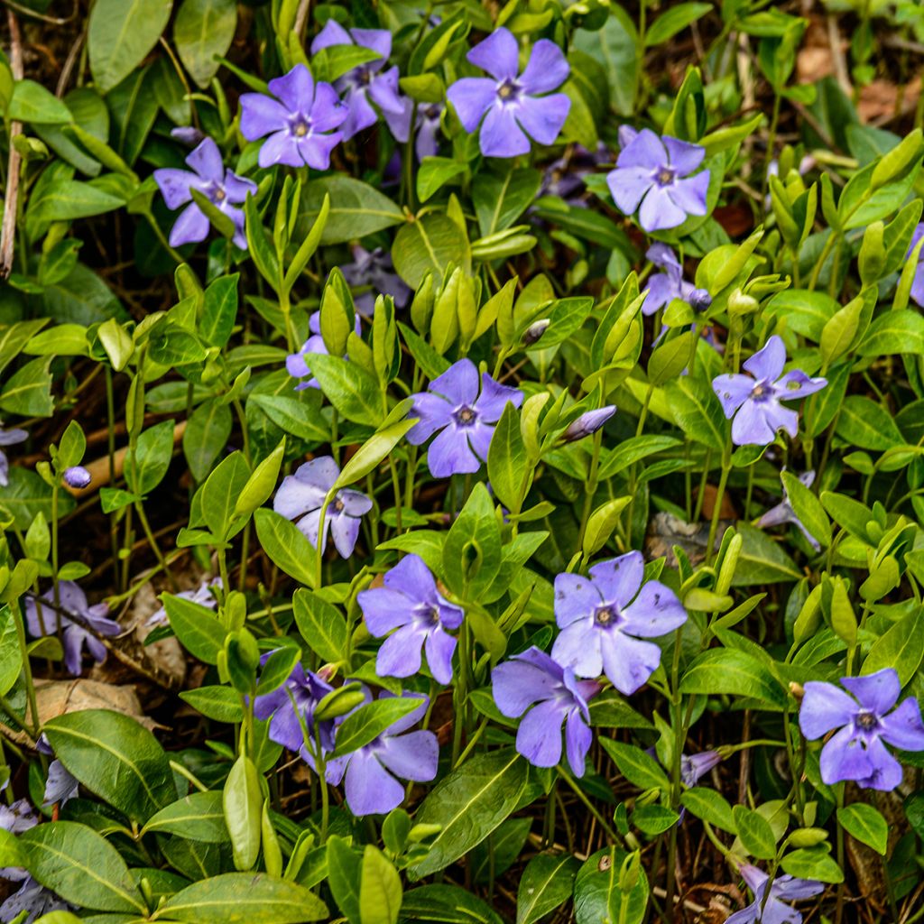 Vinca minor