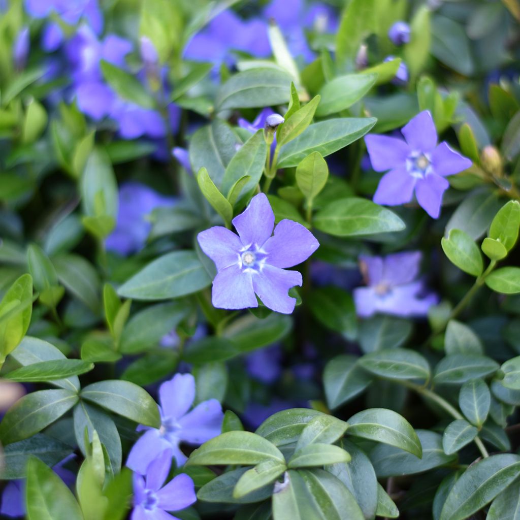 Vinca minor