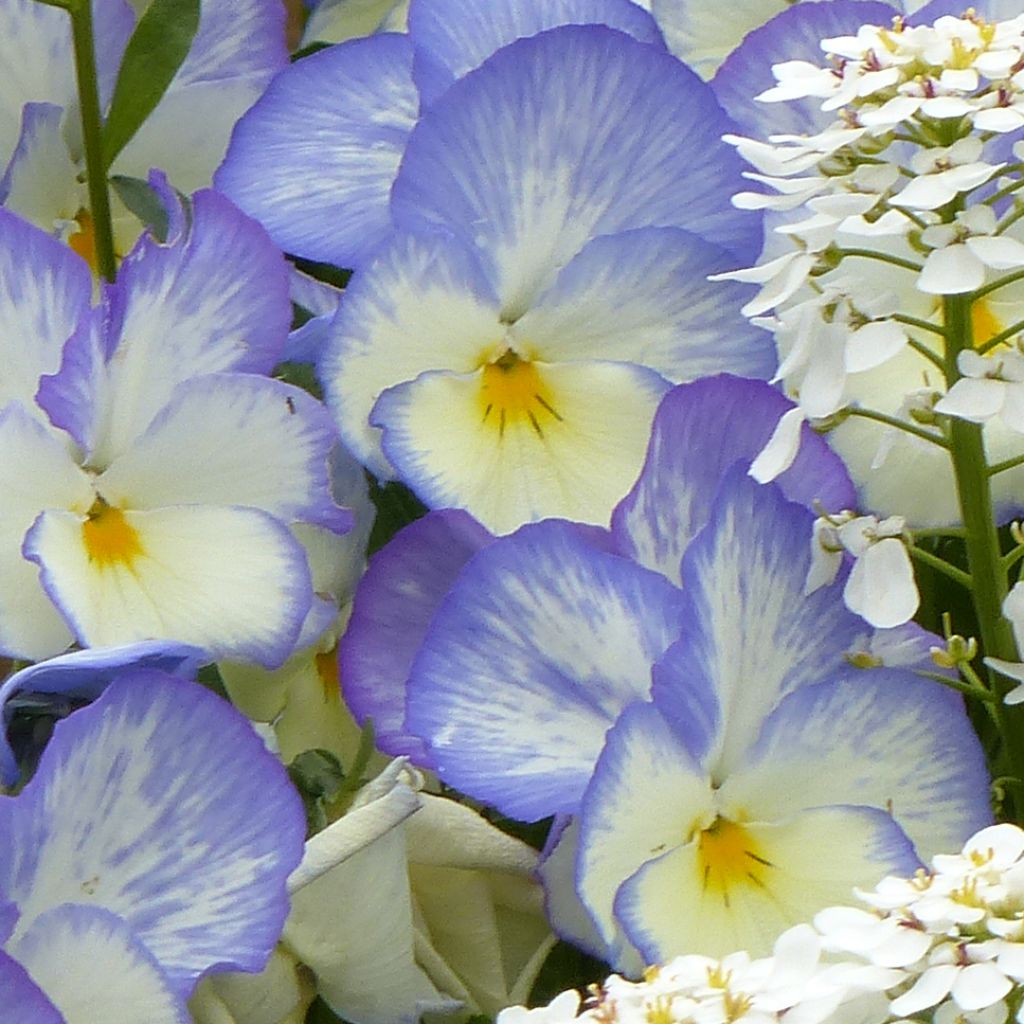 Viola Blue Moon