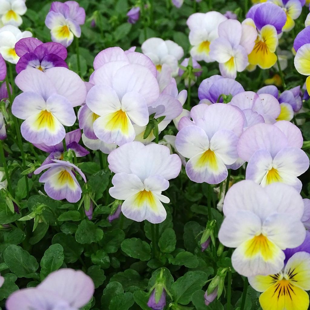 Viola cornuta Floral Power Soft Pink plug plant