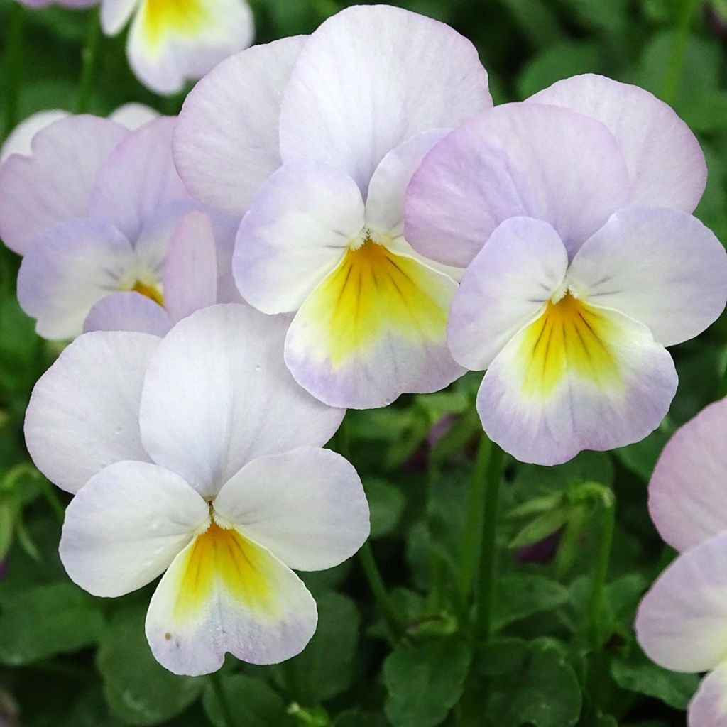 Viola cornuta Floral Power Soft Pink plug plant