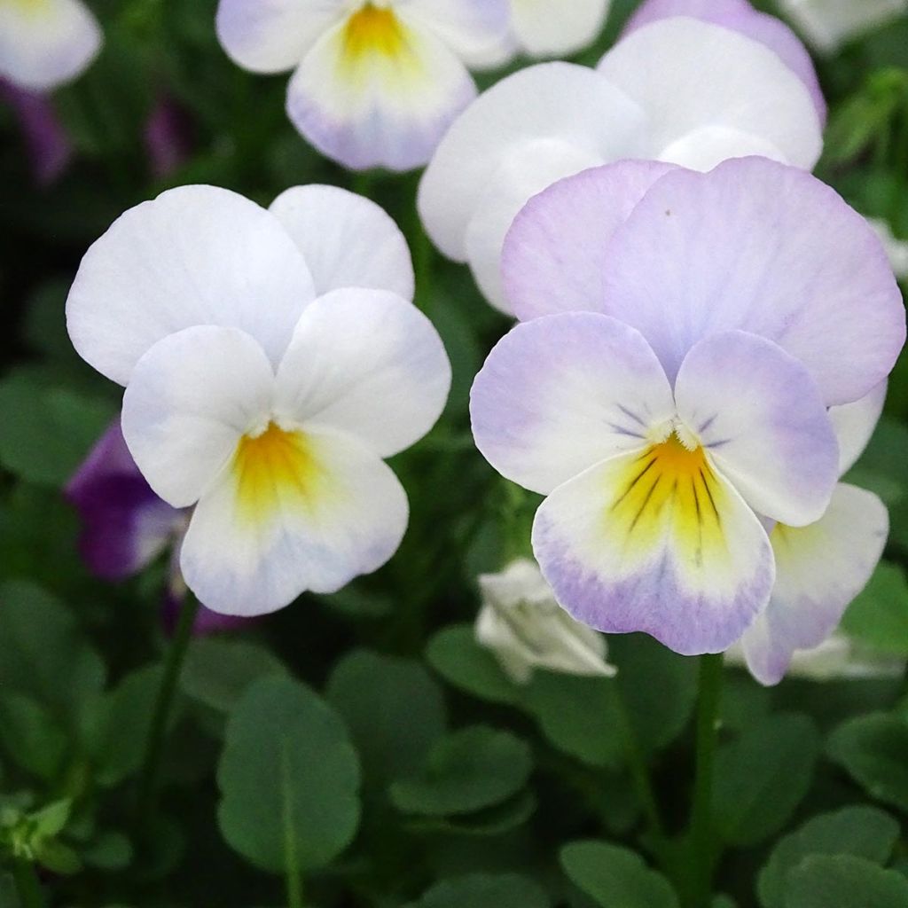 Viola cornuta Floral Power Soft Pink plug plant