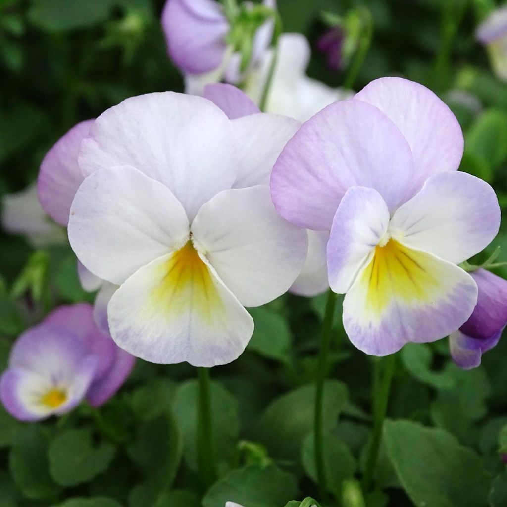 Viola cornuta Floral Power Soft Pink plug plant