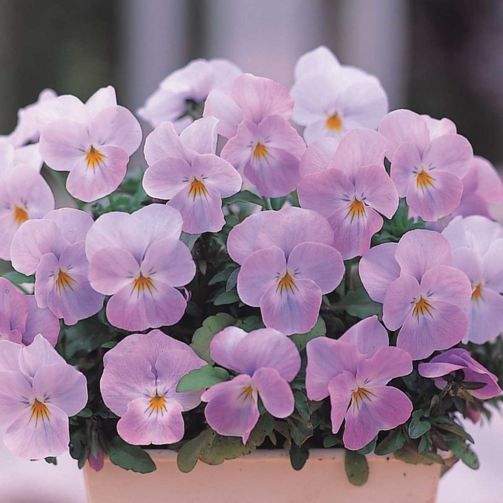 Viola cornuta Floral Power Soft Pink F1