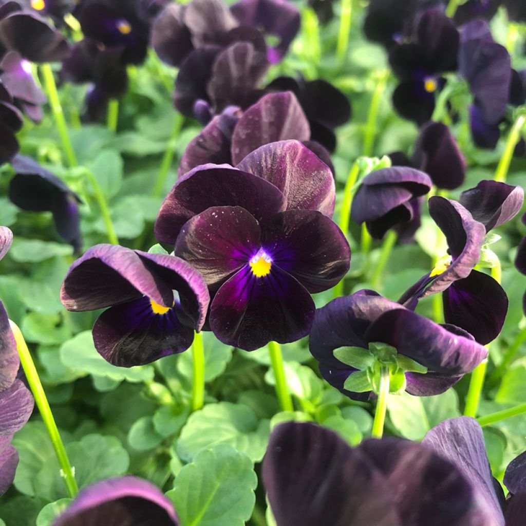 Viola cornuta F1 Sorbet Black Delight - Horned Pansy