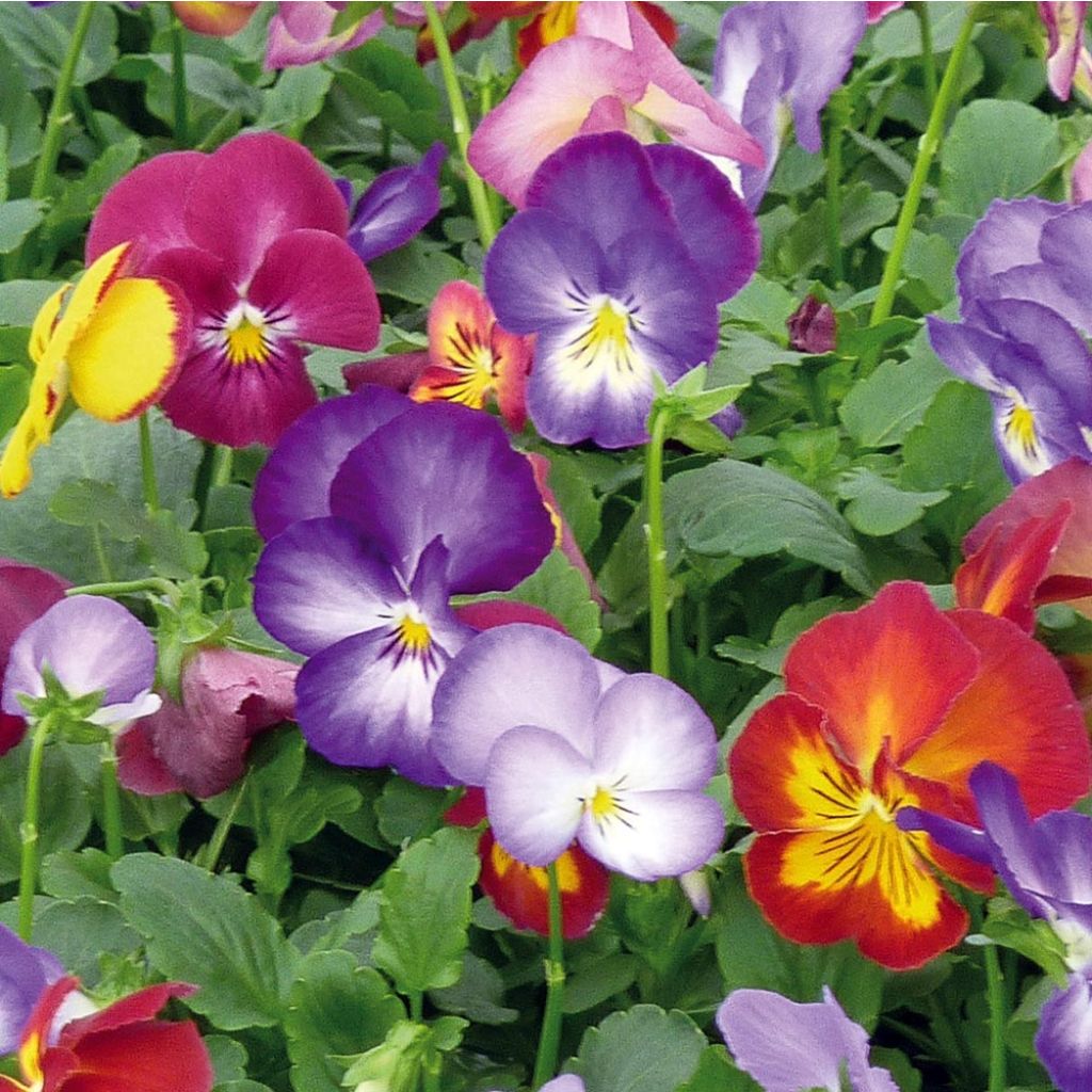 Viola wittrockiana Ultima Radiance F1 Mix- Swiss Garden Pansy