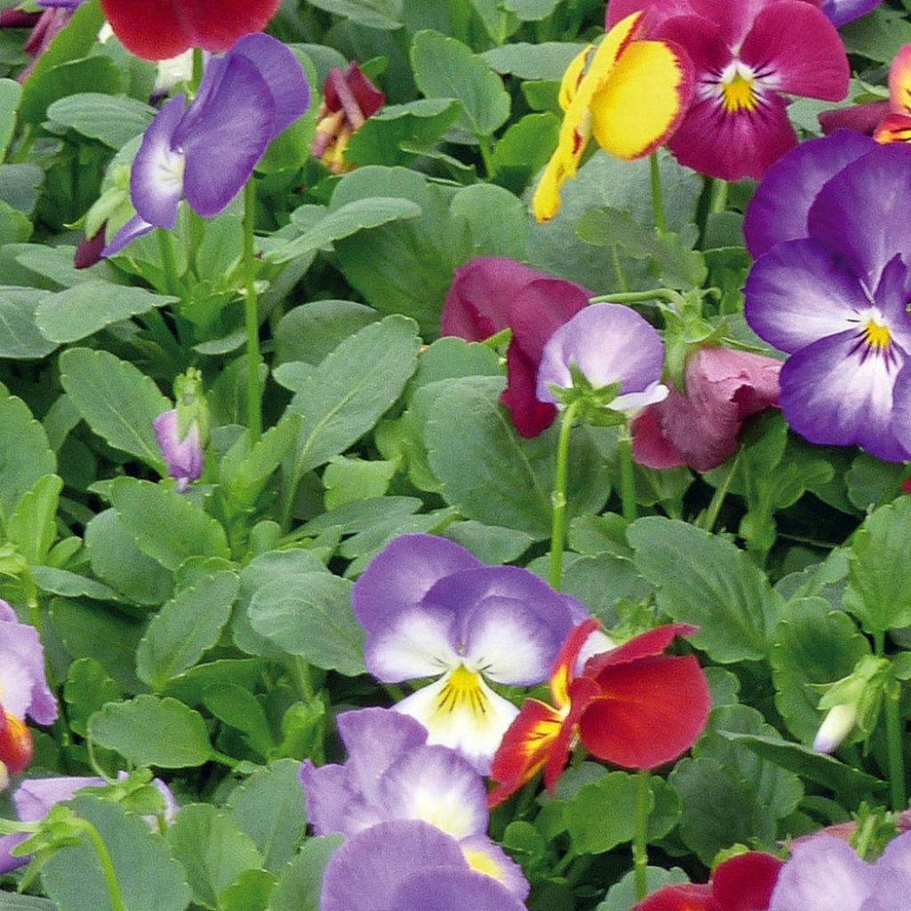 Viola wittrockiana Ultima Radiance F1 Mix- Swiss Garden Pansy