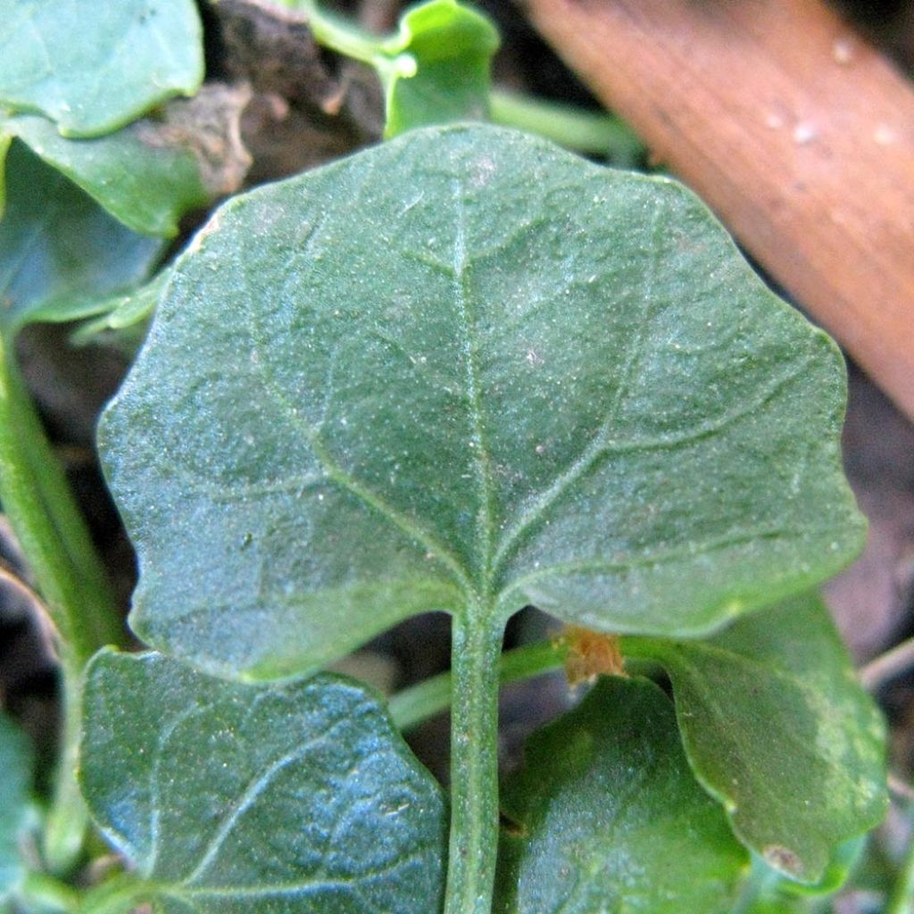 Violette lierre - Viola hederacea