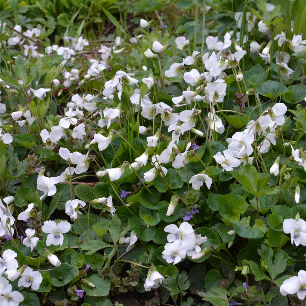 Viola odorata Alba