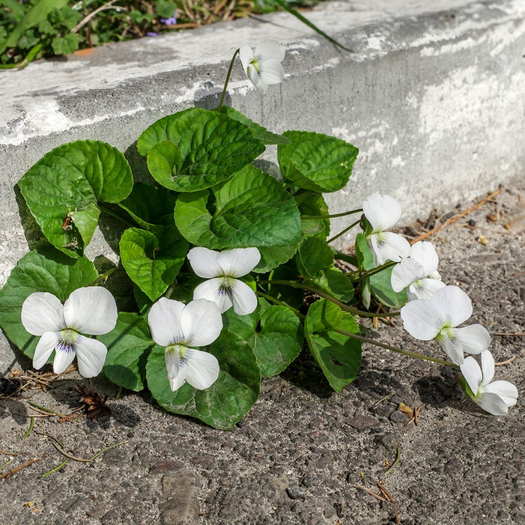 Viola odorata Alba