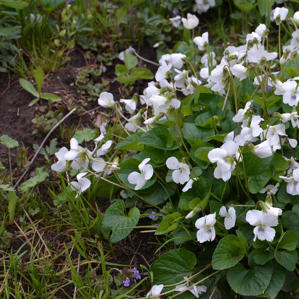 Viola odorata Alba