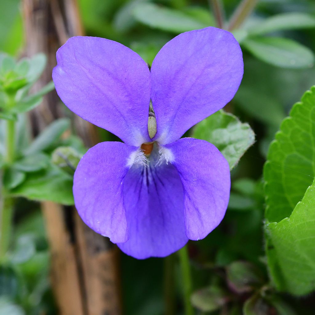 Viola odorata