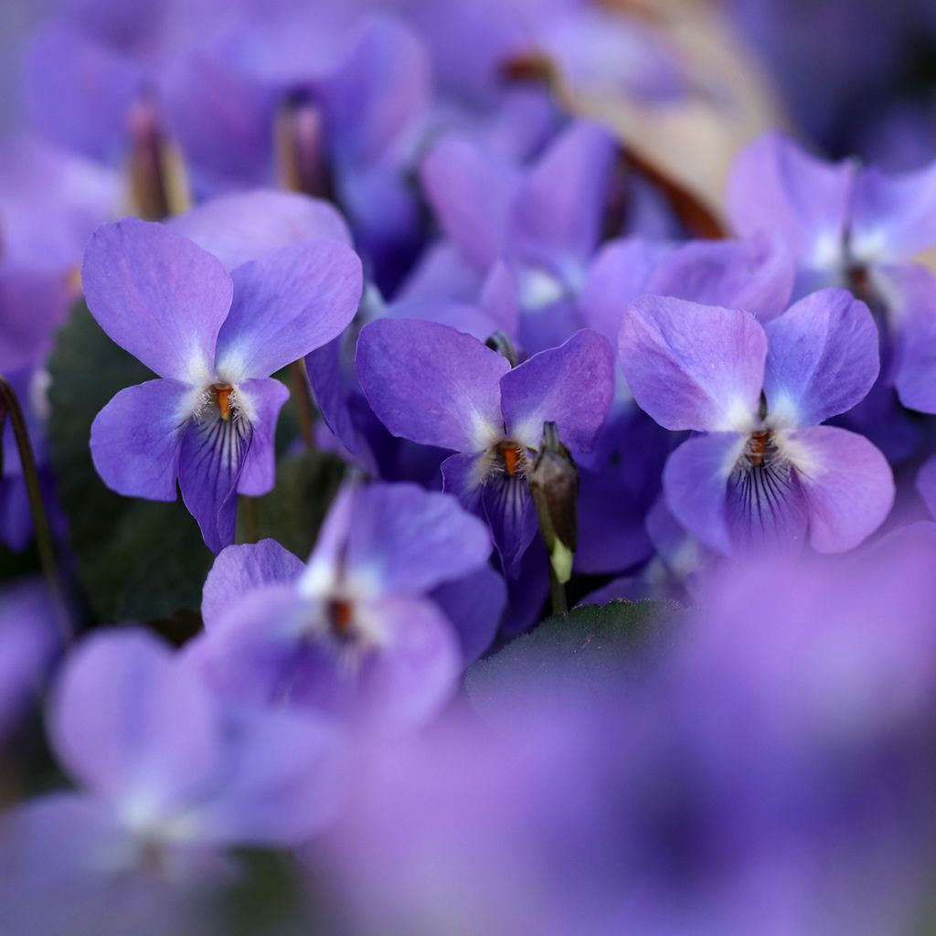 Viola odorata