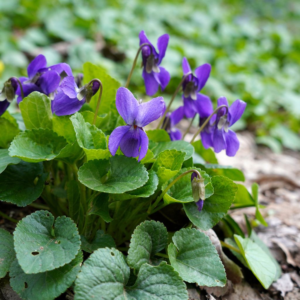 Viola odorata