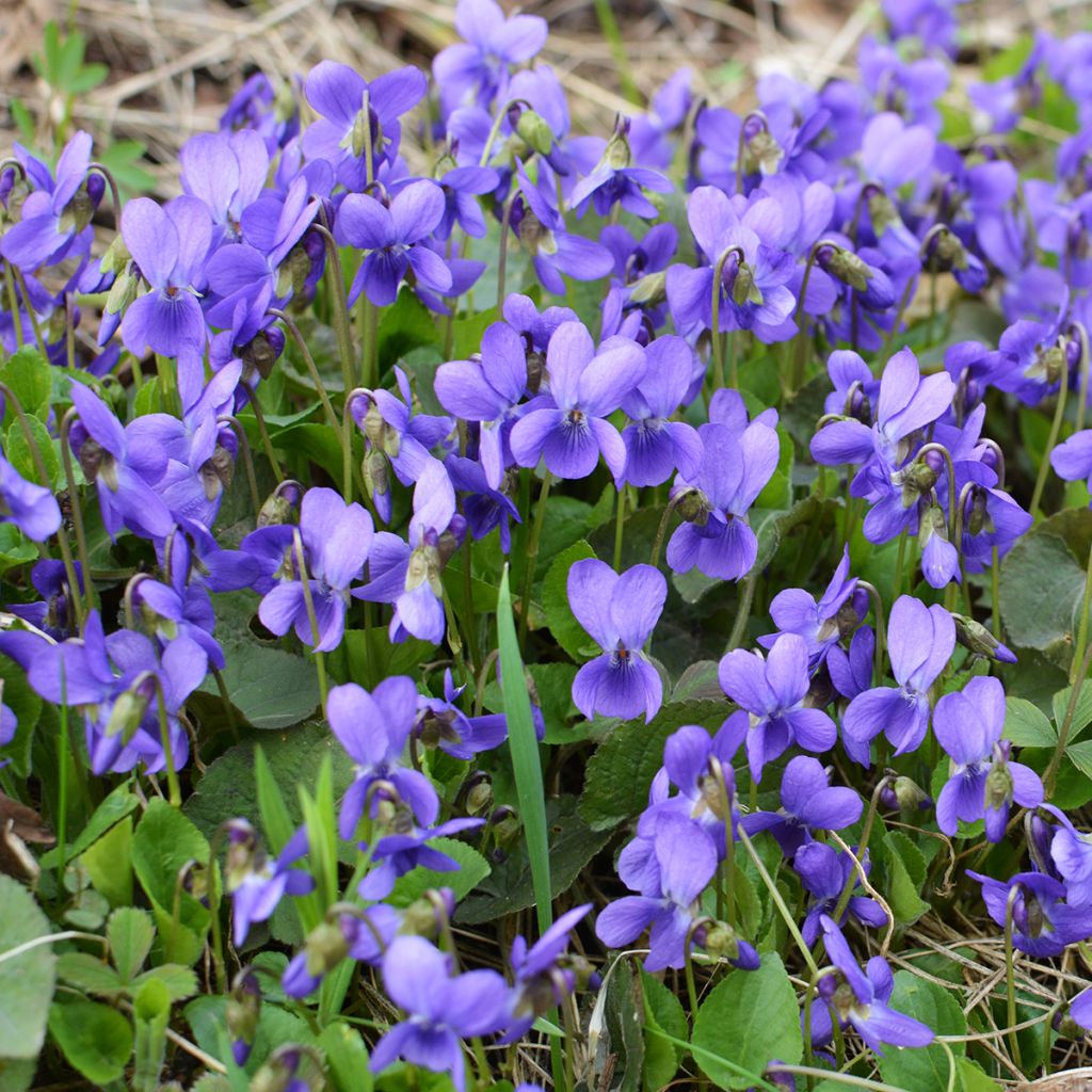 Viola odorata