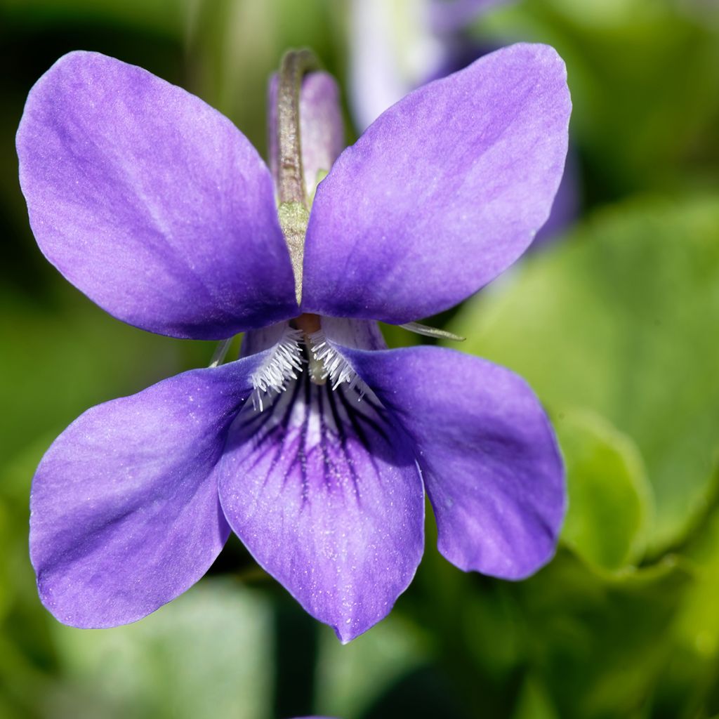 Viola odorata