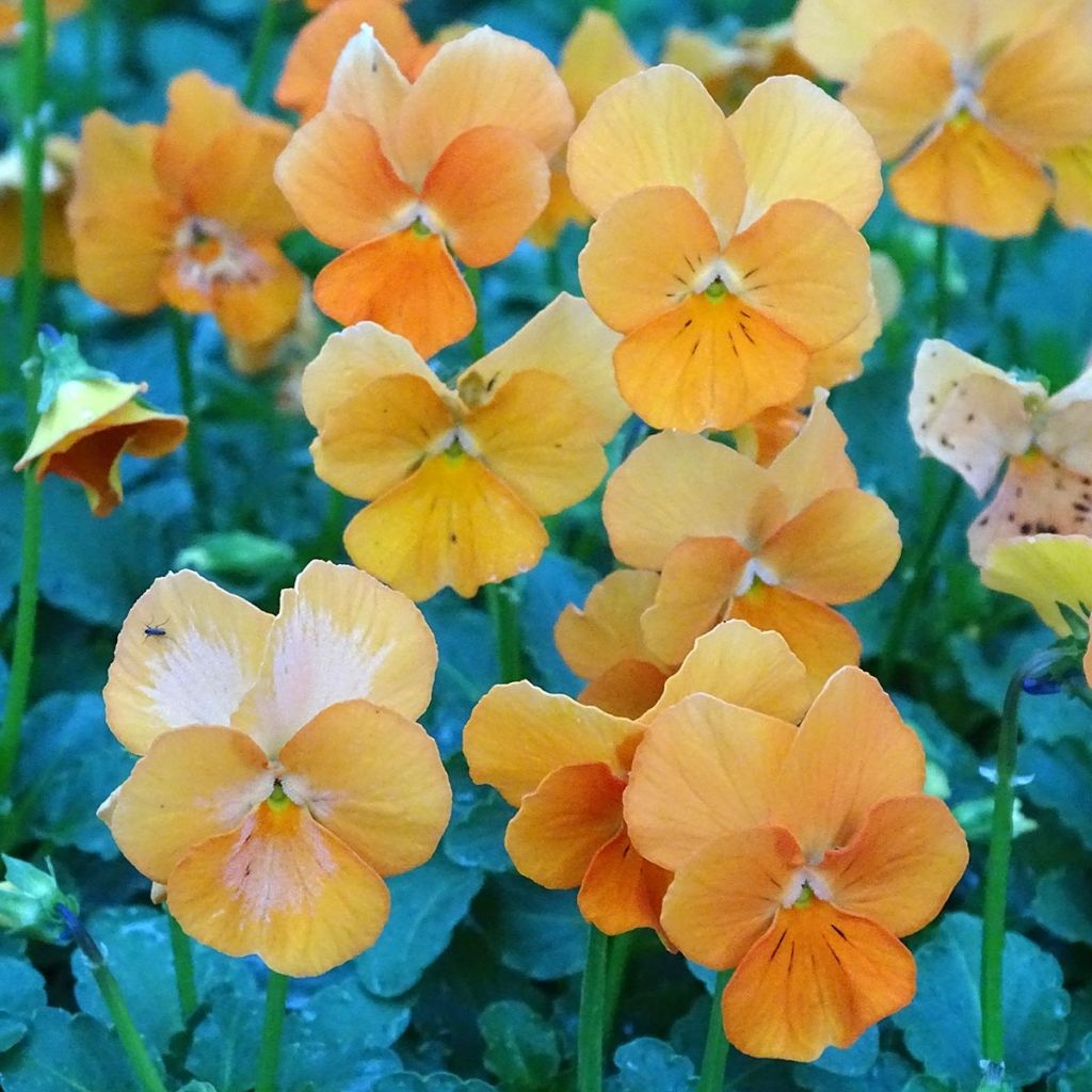 Viola cornuta Penny Orange plug plant