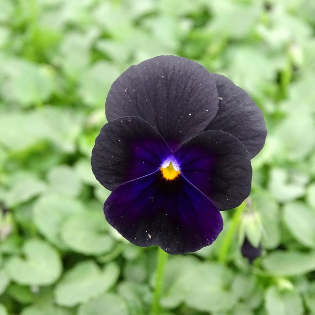 Viola cornuta F1 Sorbet Black Delight - Horned Pansy