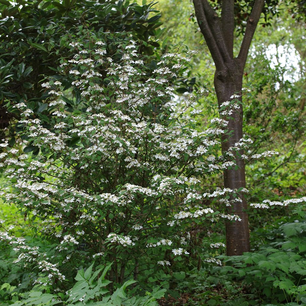 Viburnum plicatum Kilimanjaro Sunrise