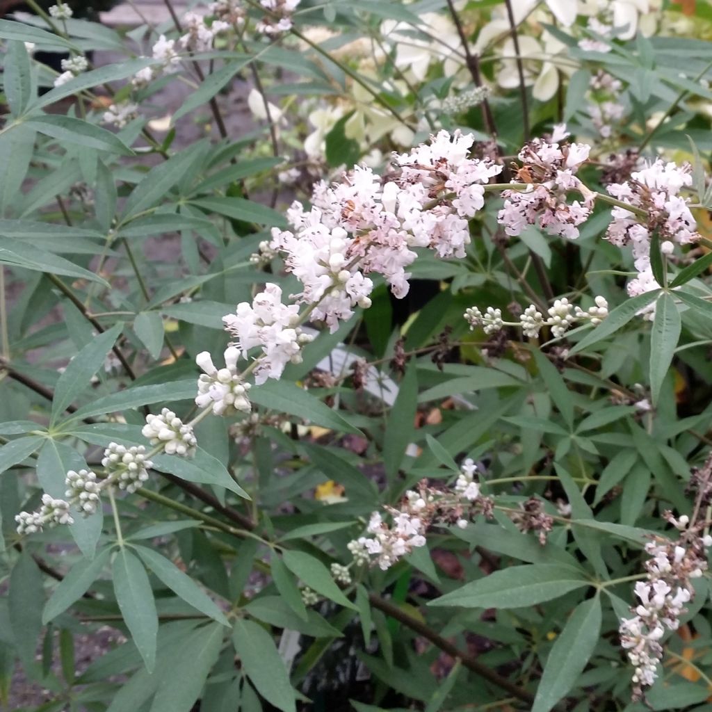 Vitex agnus-castus Albus - Gattilier blanc