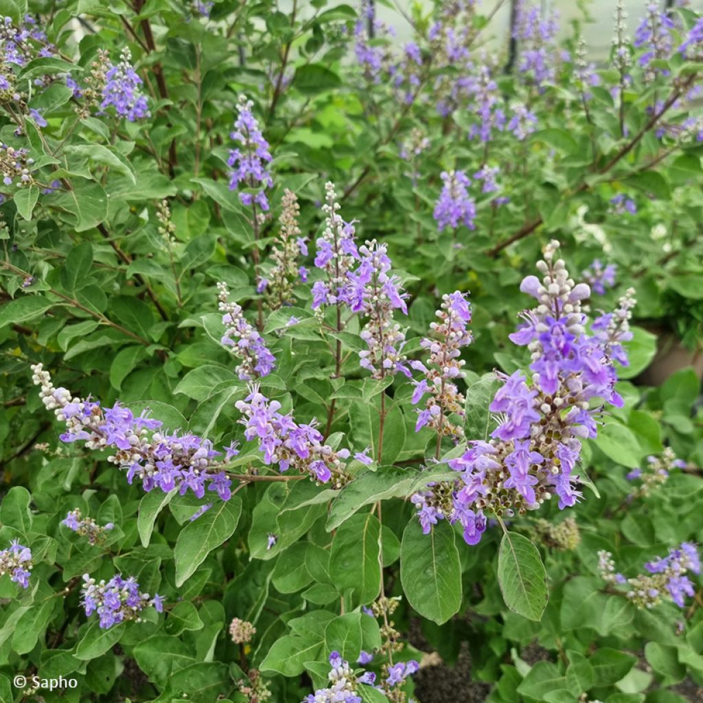 Vitex agnus-castus Chicagoland Blues - Chaste Tree