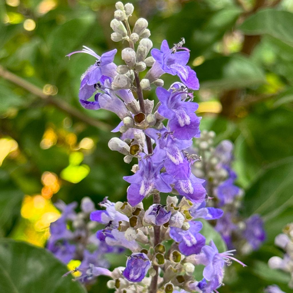 Vitex agnus-castus Chicagoland Blues - Chaste Tree