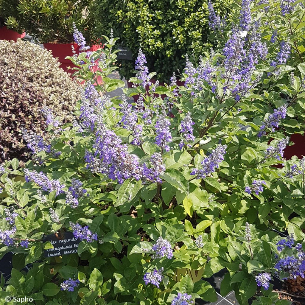 Vitex agnus-castus Chicagoland Blues - Chaste Tree