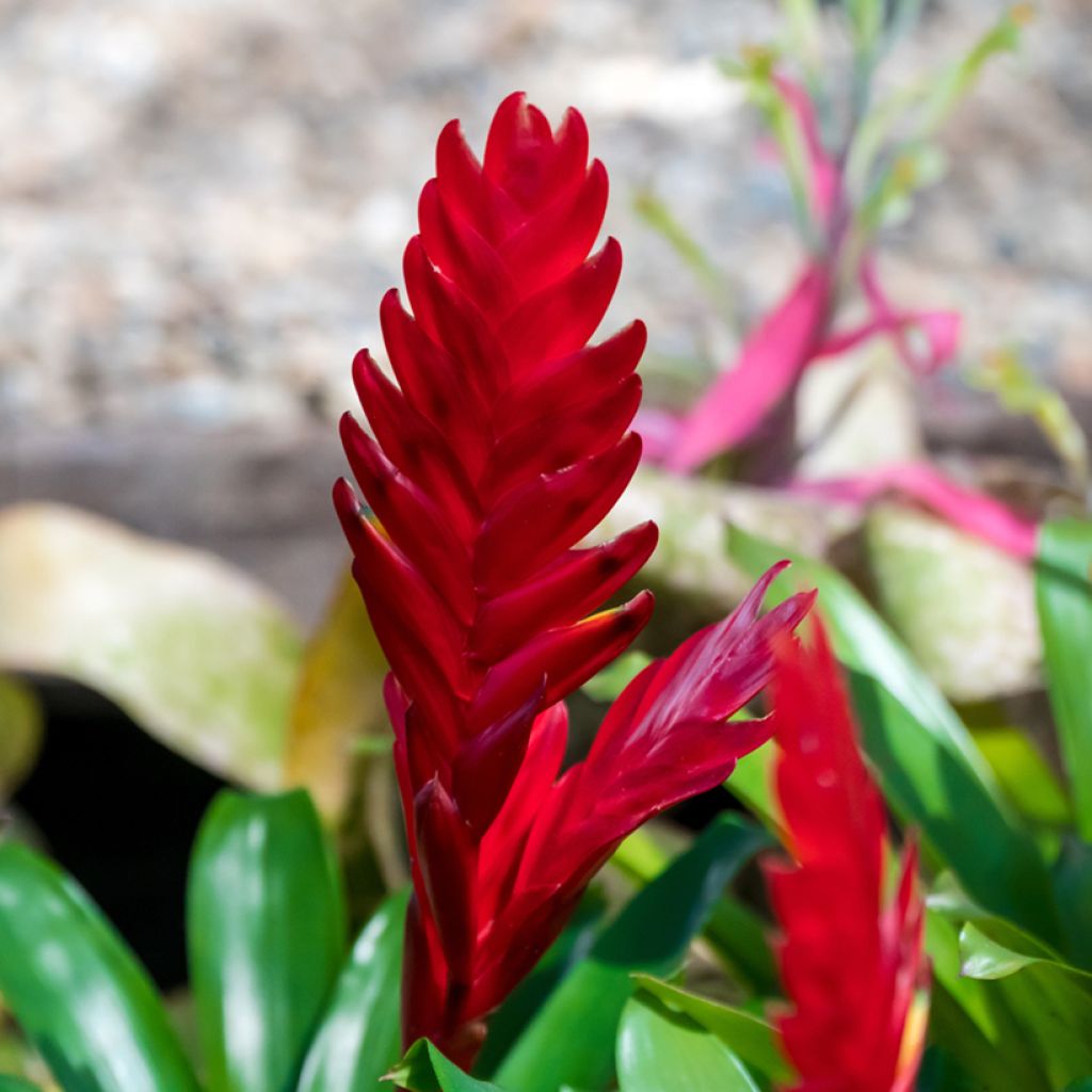Vriesea carinata Christiane - Flaming sword plant