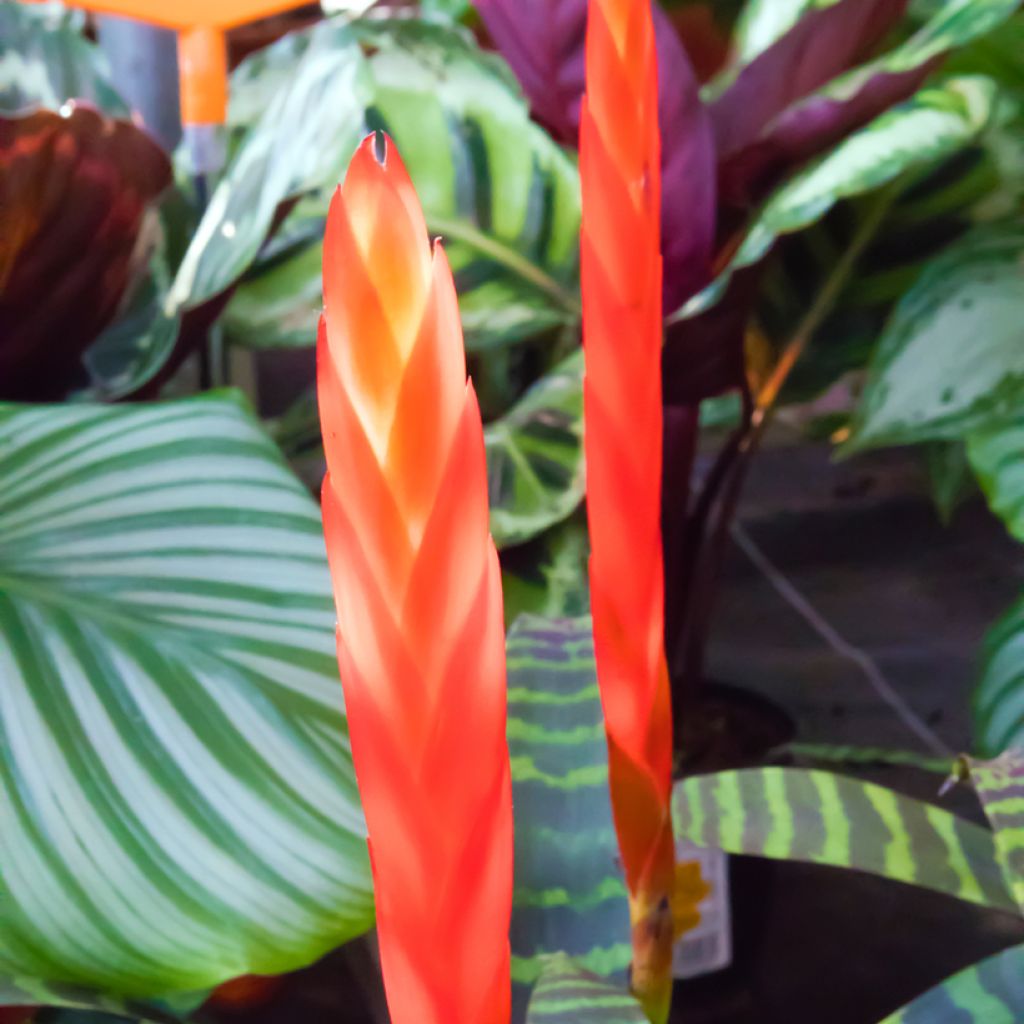 Vriesea Favorite - Flaming sword plant