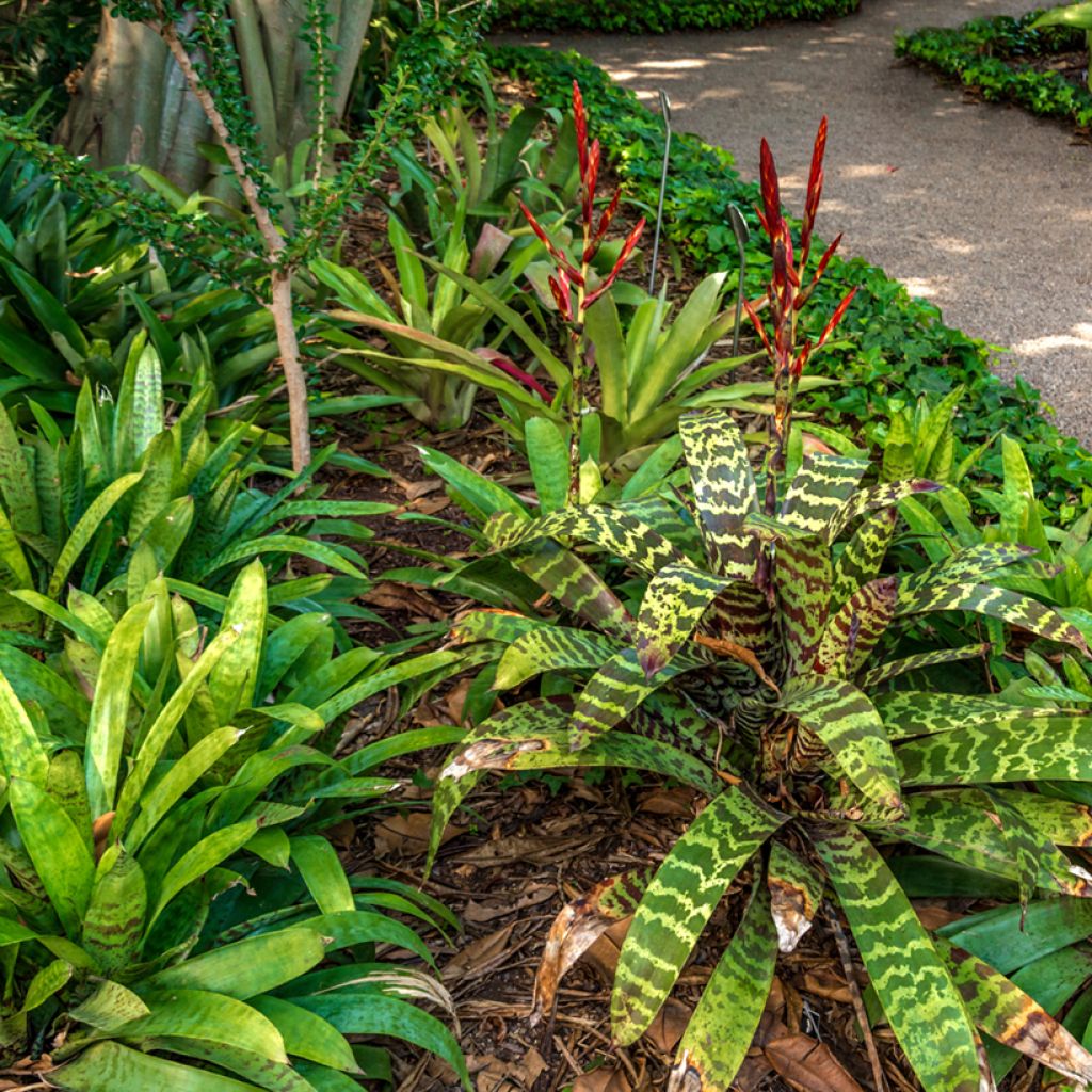 Vriesea Favorite - Flaming sword plant